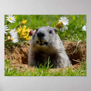 Affiche Adorable sourire de la marmotte émergente