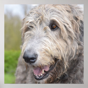 Affiche Adorable Wolfhound irlandais
