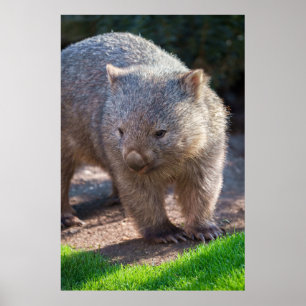 Affiche Adorable Wombat