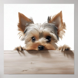 Affiche adorable yorkshire terrier photographie