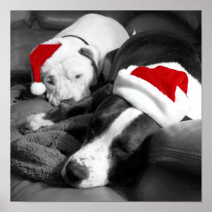 Affiche adorables chiots pitbull endormis santa noël