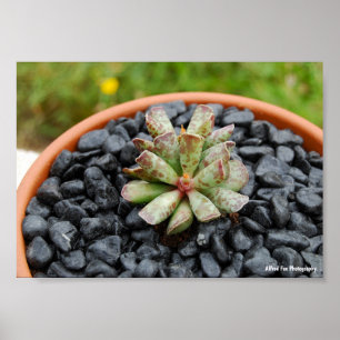 Affiche Adromischus, Plante Succulente