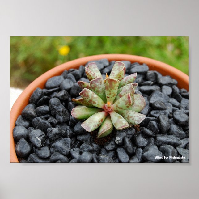 Affiche Adromischus, Plante Succulente (Devant)