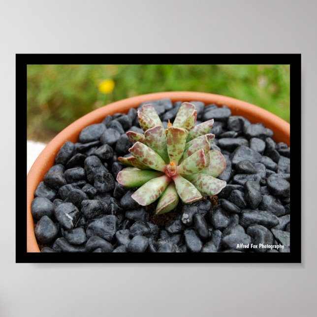 Affiche Adromischus, Plante Succulente (Devant)