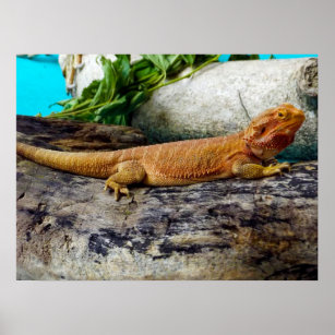 Affiche Adult Bearded Dragon Lizard