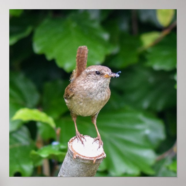 Affiche Adulte Wren With A Bug In It's Mouth (Devant)