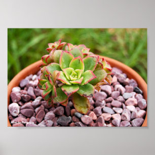 Affiche Aeonium Haworthii, plante succulente de Haworth