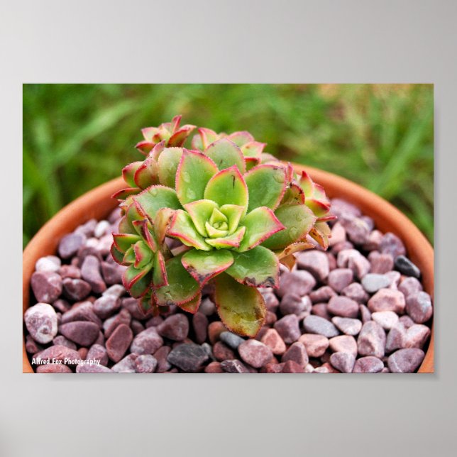 Affiche Aeonium Haworthii, plante succulente de Haworth (Devant)