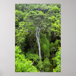 Affiche Aerial View Of Indigenous Forest, Knysna-Amatole