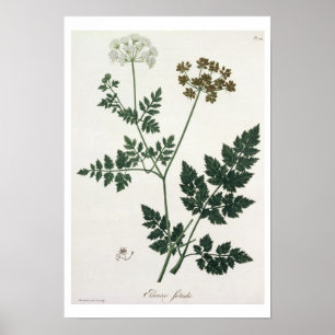 Affiche Aethusa Cynapium de "Phytographie Medicale" par J