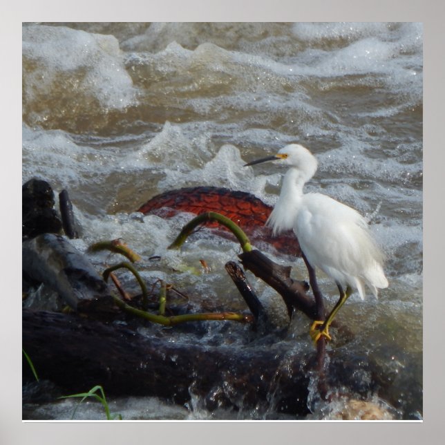 AFFICHE AFFICHAGE D'OISEAUX CARRIBÉENS (Devant)