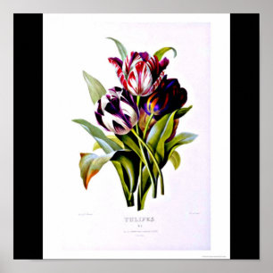 Affiche Affiche-Botanicals-Pierre Joseph Redoute 15