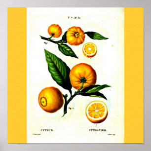 Affiche Affiche-Botanicals-Pierre Joseph Redoute 23