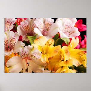 Affiche Affiche/copie de fleurs d'Alstroemeria