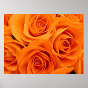Affiche Affiche, roses oranges