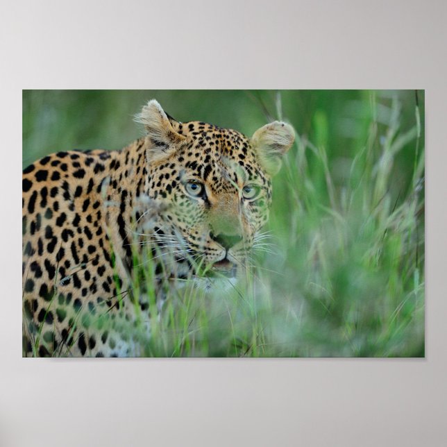 Affiche Africa Leopard (A close-up shot captures a leopard amidst tall green grass!)