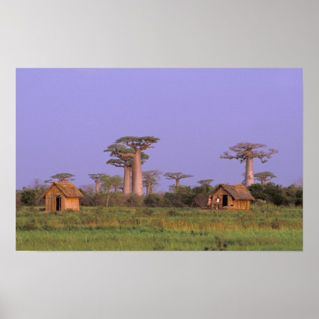 Affiche Africa, Madagascar, Morondava. Baobabs (Devant)