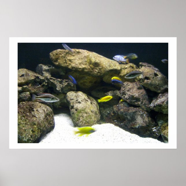 Affiche africaine Cichlids (Devant)