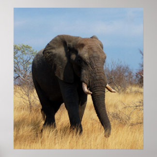 Affiche africaine sur les éléphants