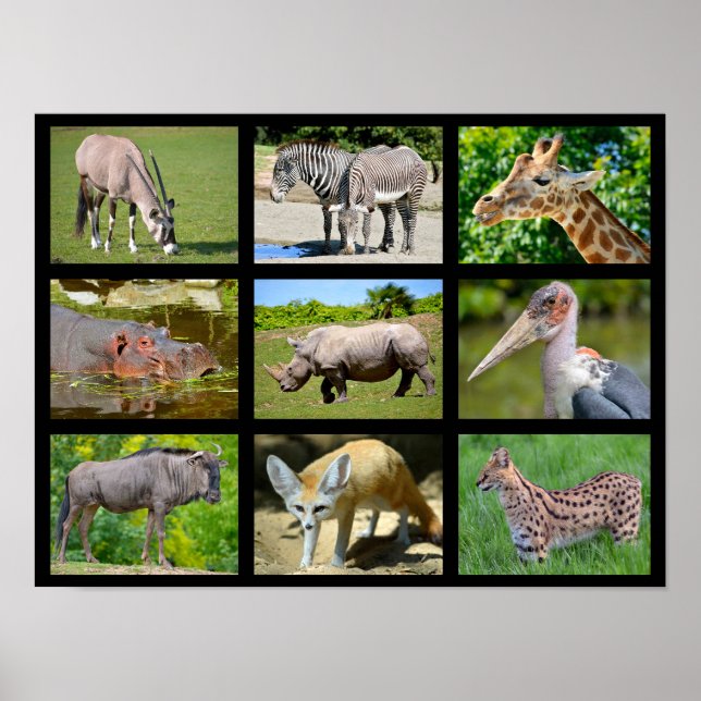Affiche African animals mosaic (Devant)