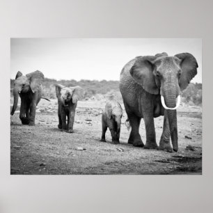 Affiche African Elephant & Calves   Kenya