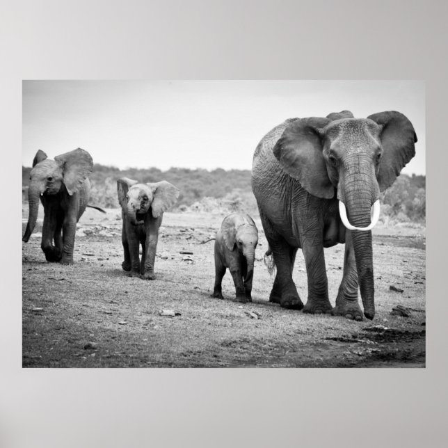 Affiche African Elephant & Calves | Kenya (Devant)