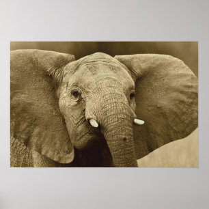 Affiche African Elephant poster, impression, image, image