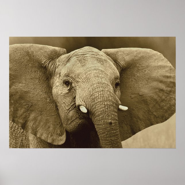 Affiche African Elephant poster, impression, image, image (Devant)