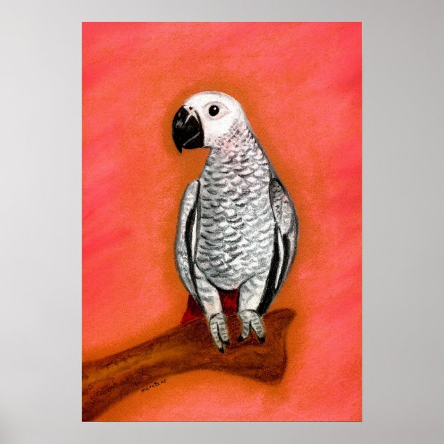 Affiche African Grey Parrot Bird Portrait (Devant)