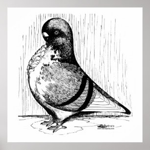 Affiche African Owl Pigeon 1978