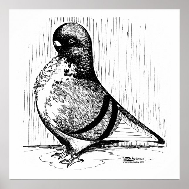 Affiche African Owl Pigeon 1978 (Devant)