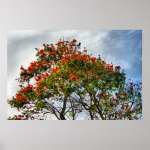 Affiche African Tulip Tree.