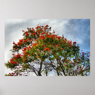 Affiche African Tulip Tree.