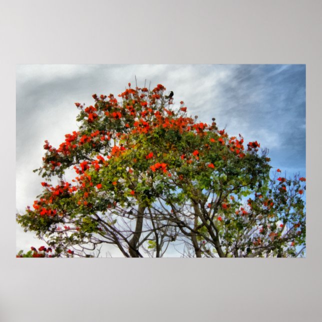 Affiche African Tulip Tree. (Devant)
