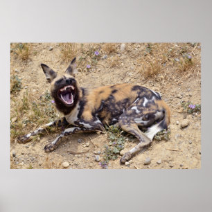 Affiche African Wild Dog montre ses dents