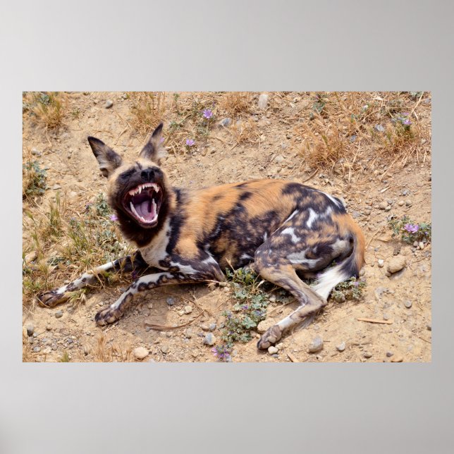 Affiche African Wild Dog montre ses dents (Devant)