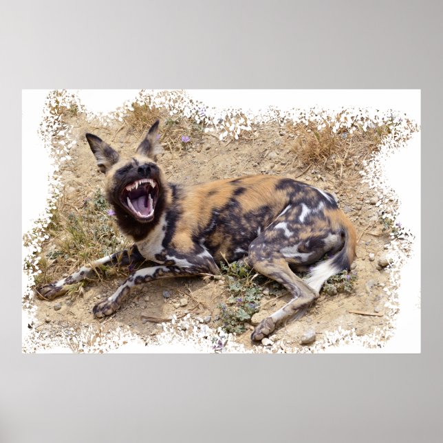 Affiche African Wild Dog montre ses dents (Devant)