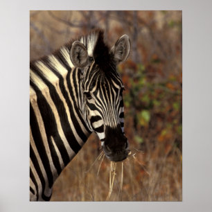 Affiche Afrique, Afrique du Sud, Kruger NP portrait de zèb