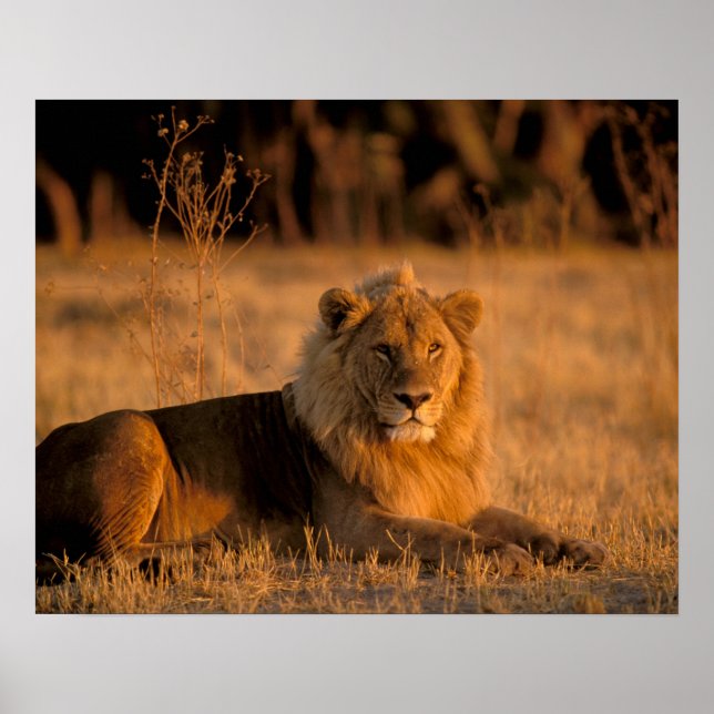 Affiche Afrique, Botswana, delta de l'Okavango. Lion (Pant (Devant)