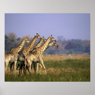 Affiche Afrique, Botswana, Réserve de gibier de Moremi