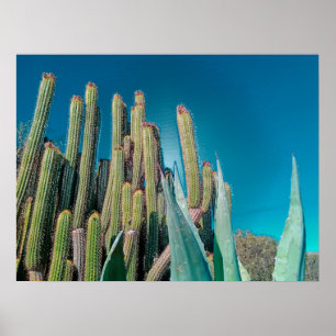 Affiche Afrique Désert Cactus Plantes Prickly Pear