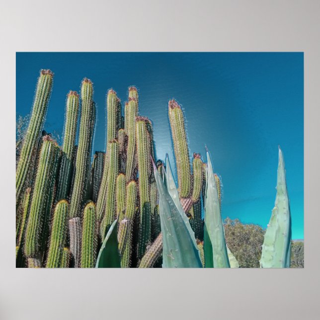 Affiche Afrique Désert Cactus Plantes Prickly Pear (Devant)