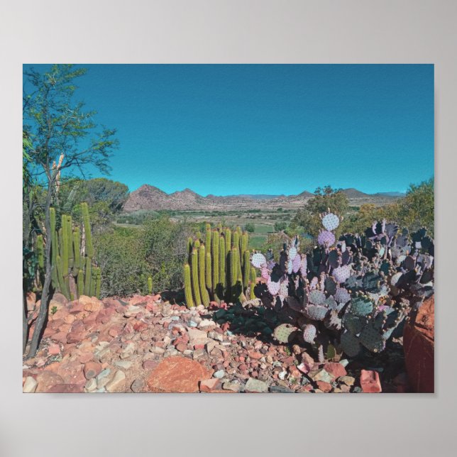 Affiche Afrique Désert Paysage Nature Cactus Plantes (Devant)