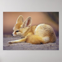 Afrique du Nord. Fennec Fennecus zerda)