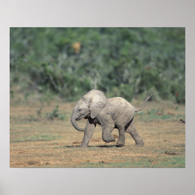 Affiche Afrique du Sud, Parc national d'Addo Elephant. Béb (Devant)