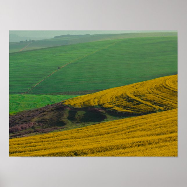Affiche Afrique du Sud Paysage rural Canola Fields (Devant)