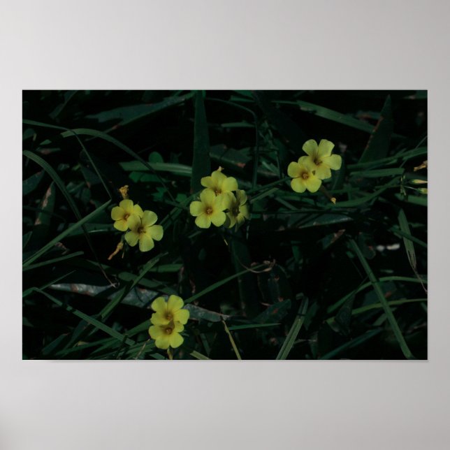 Affiche Afrique du Sud Vert Jaune Fleurs indigènes (Devant)