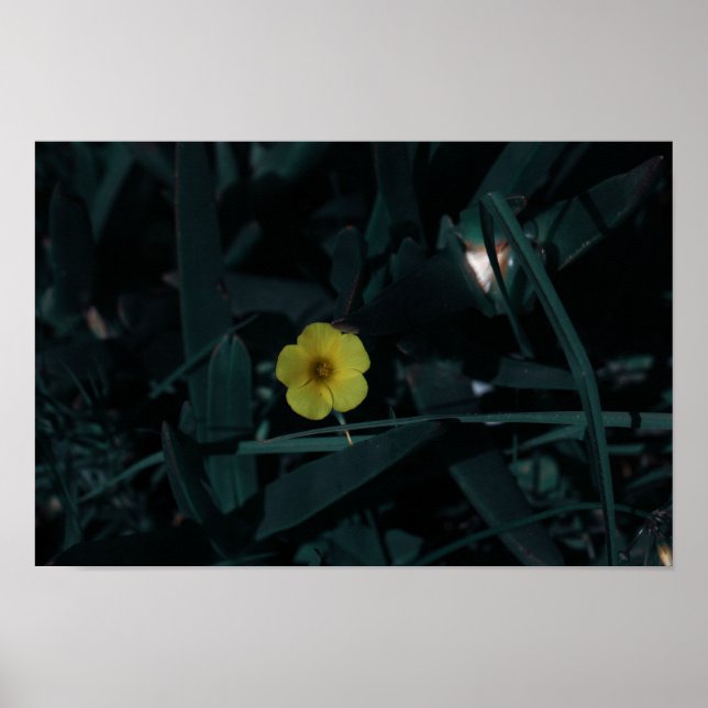 Affiche Afrique du Sud Vert Jaune Fleurs indigènes (Devant)