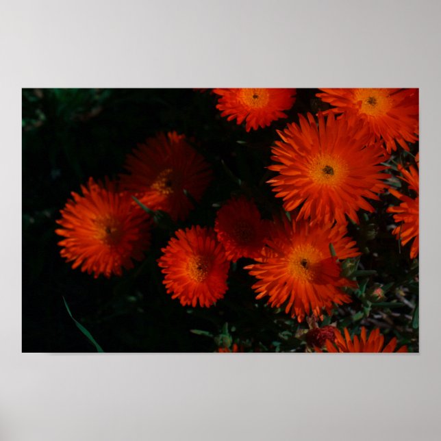 Affiche Afrique du Sud Vert Orange Fleurs Succulentes (Devant)