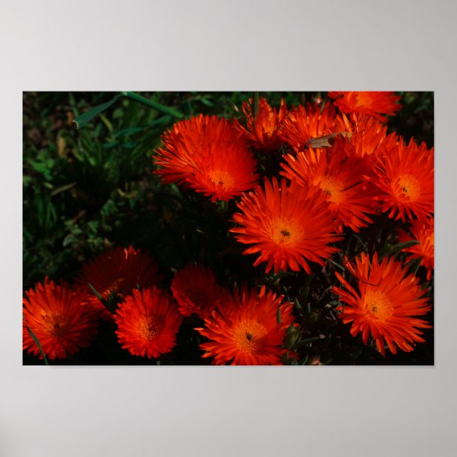 Affiche Afrique du Sud Vert Orange Fleurs Succulentes (Devant)